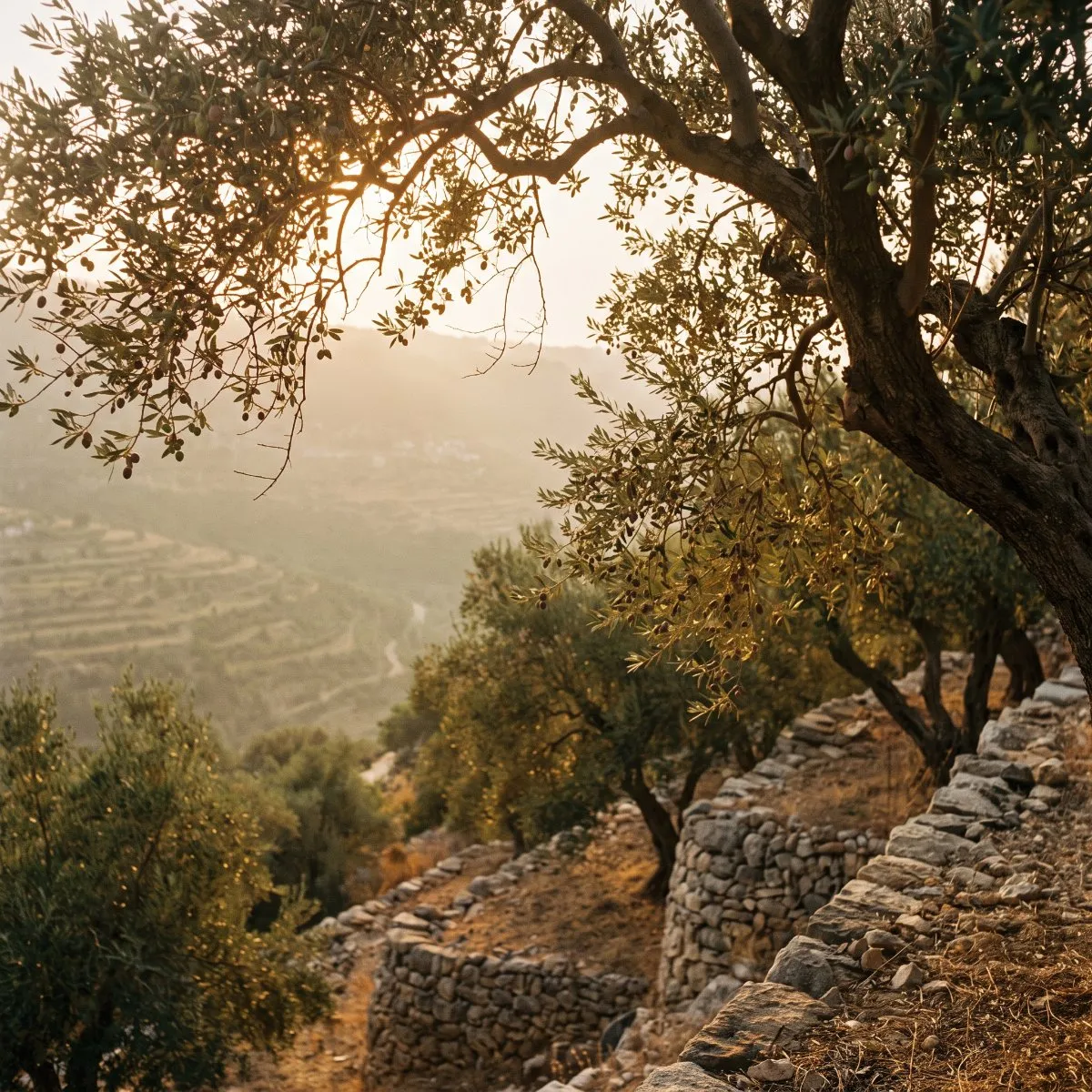 Old olive trees on stone terraces at golden hour